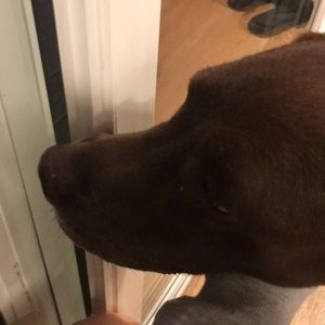 Meet your Posher, Ava